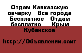 Отдам Кавказскую овчарку - Все города Бесплатное » Отдам бесплатно   . Крым,Кубанское